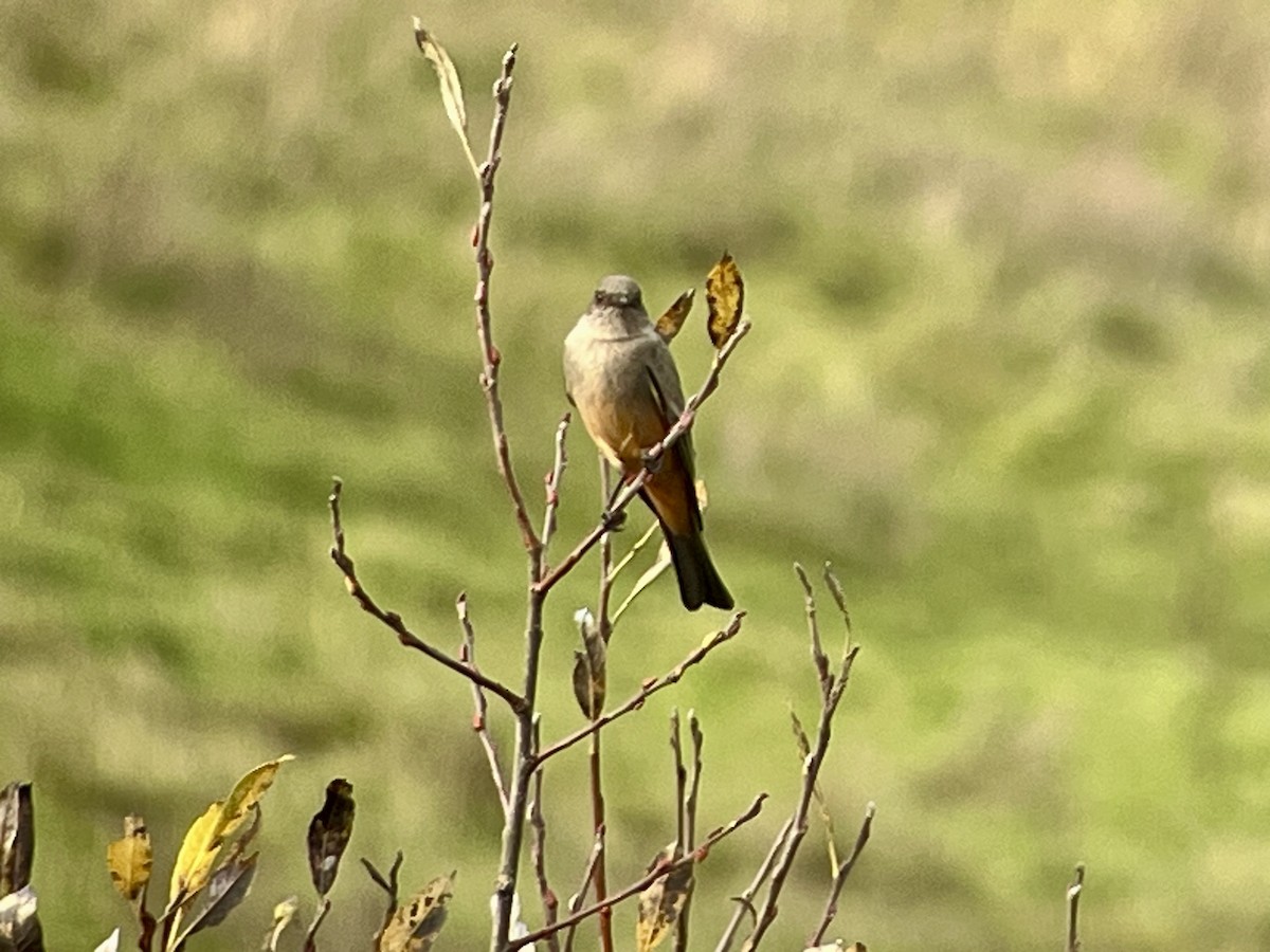 Say's Phoebe - ML646707526