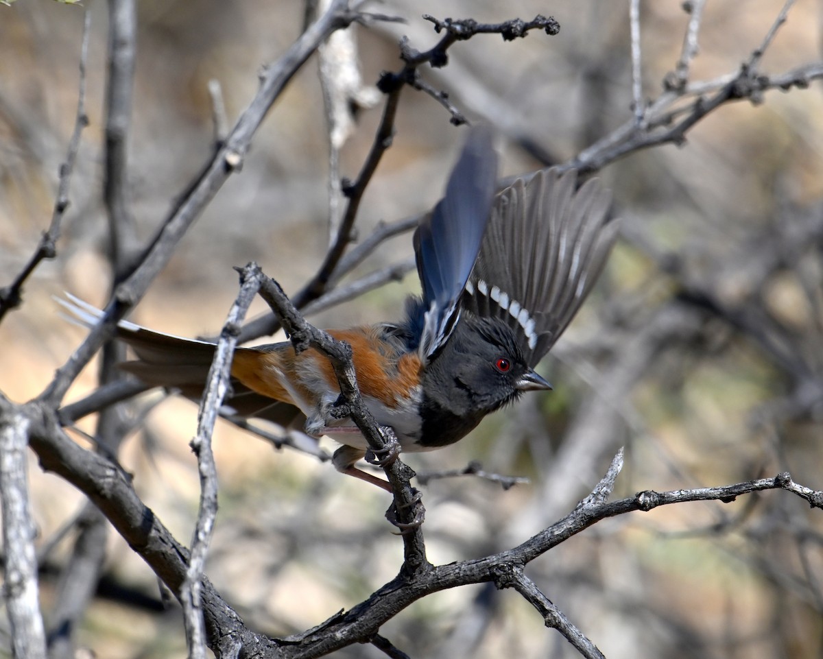 Spotted Towhee - ML646707529