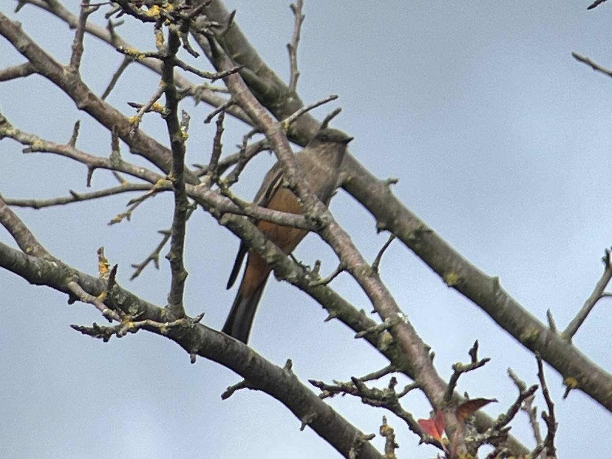 Say's Phoebe - ML646707530