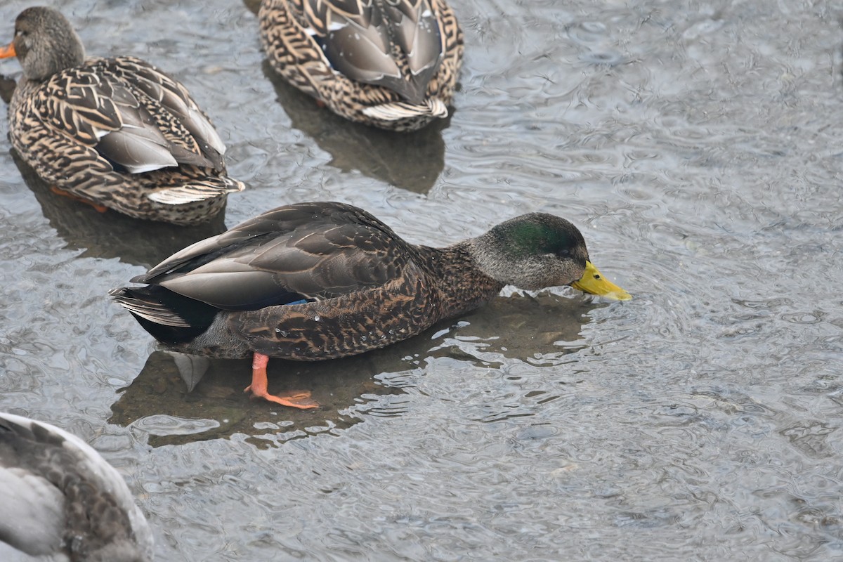 Yeşilbaş x Esmer Ördek - ML646707533