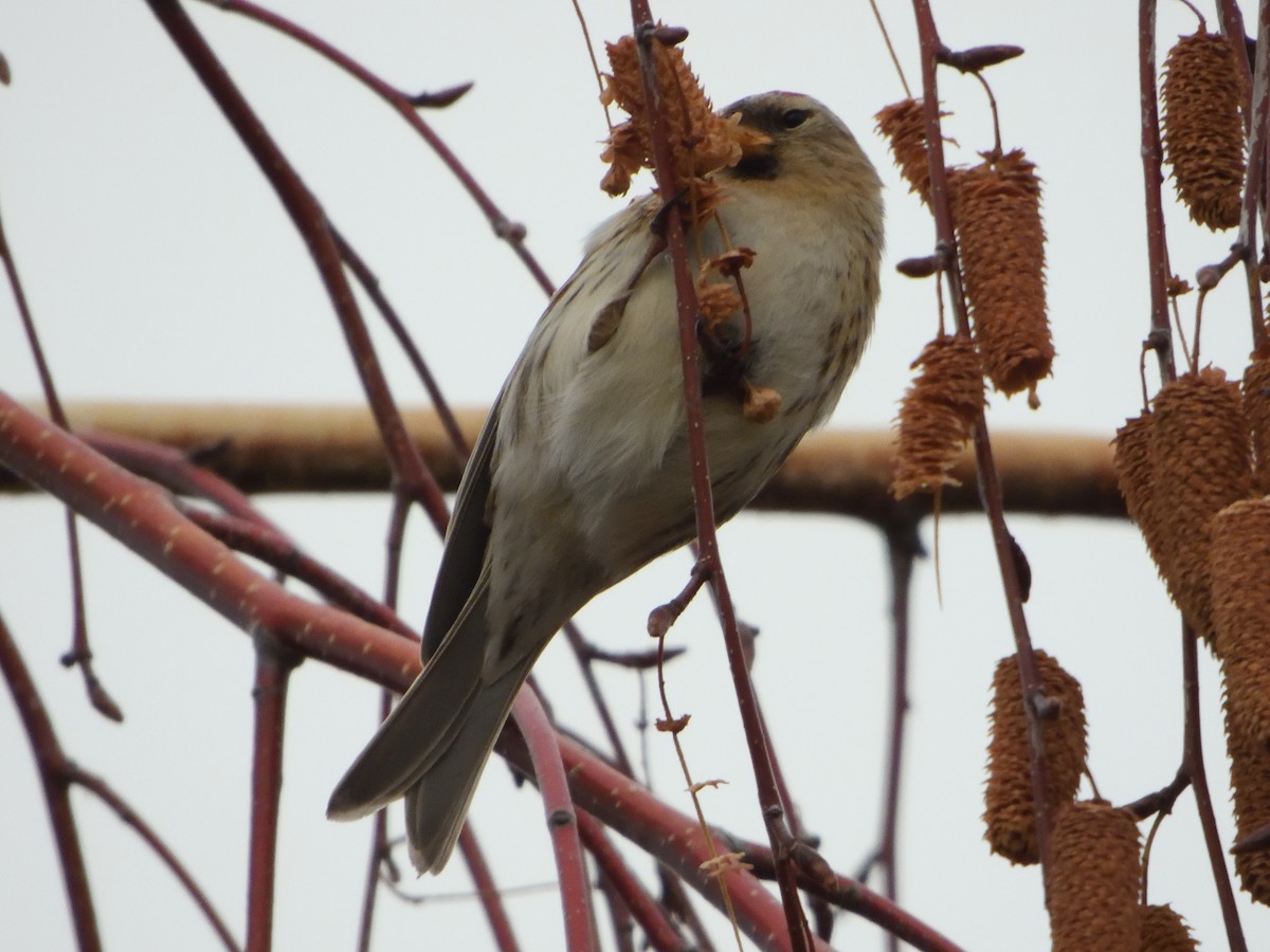 Redpoll - ML646707536