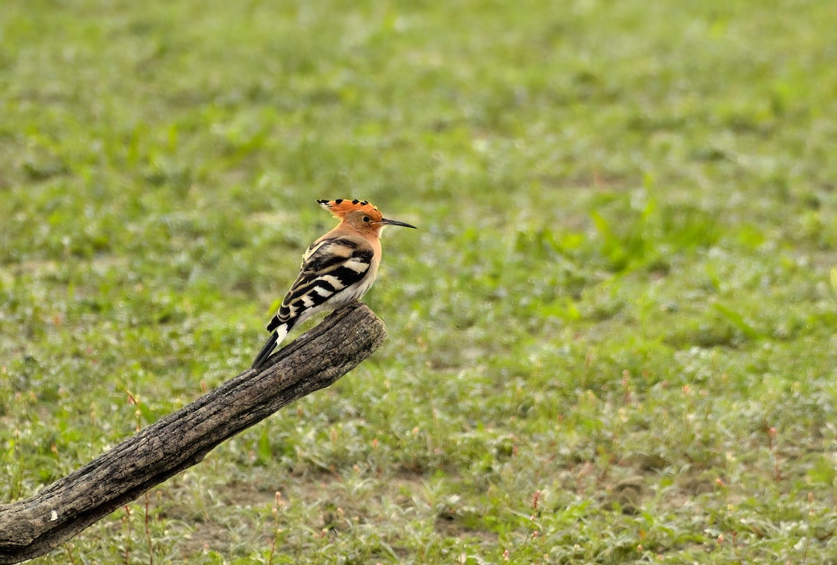Common Hoopoe - ML646707539