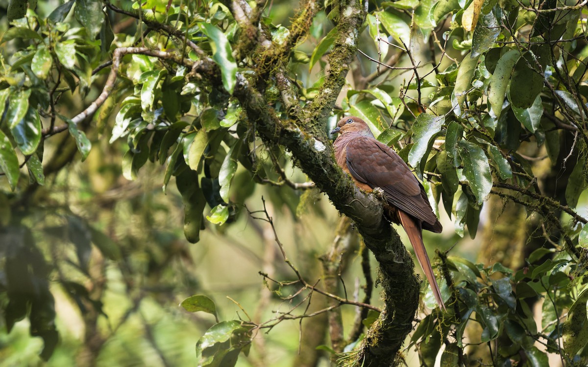 Бурая кукушковая горлица - ML646707540