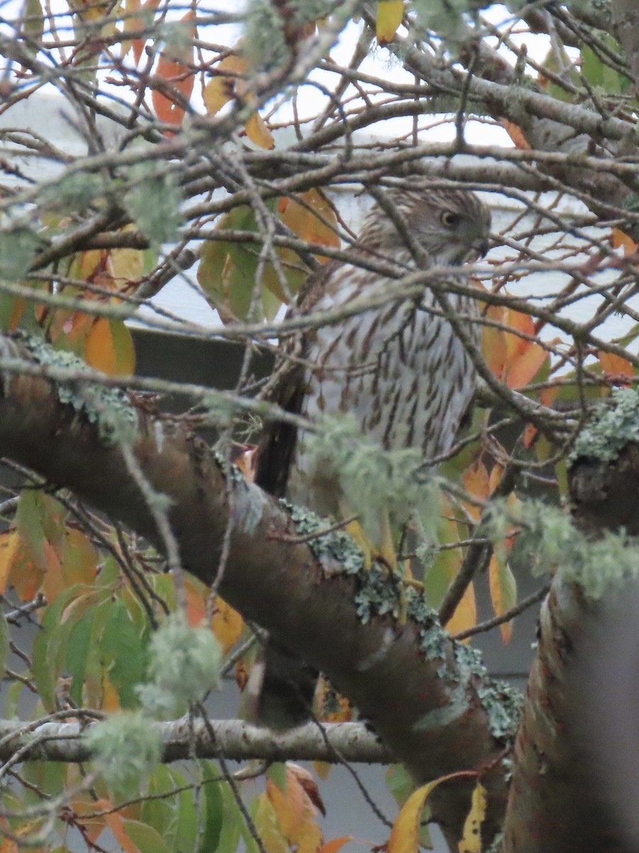 Gavilán de Cooper - ML646707541