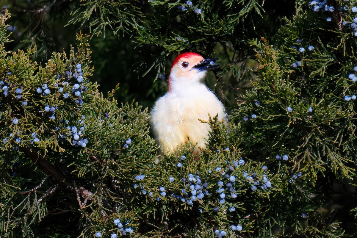 Red-bellied Woodpecker - ML646707545