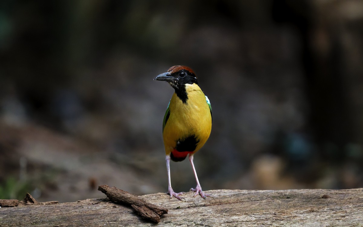 Крикливая питта - ML646707548