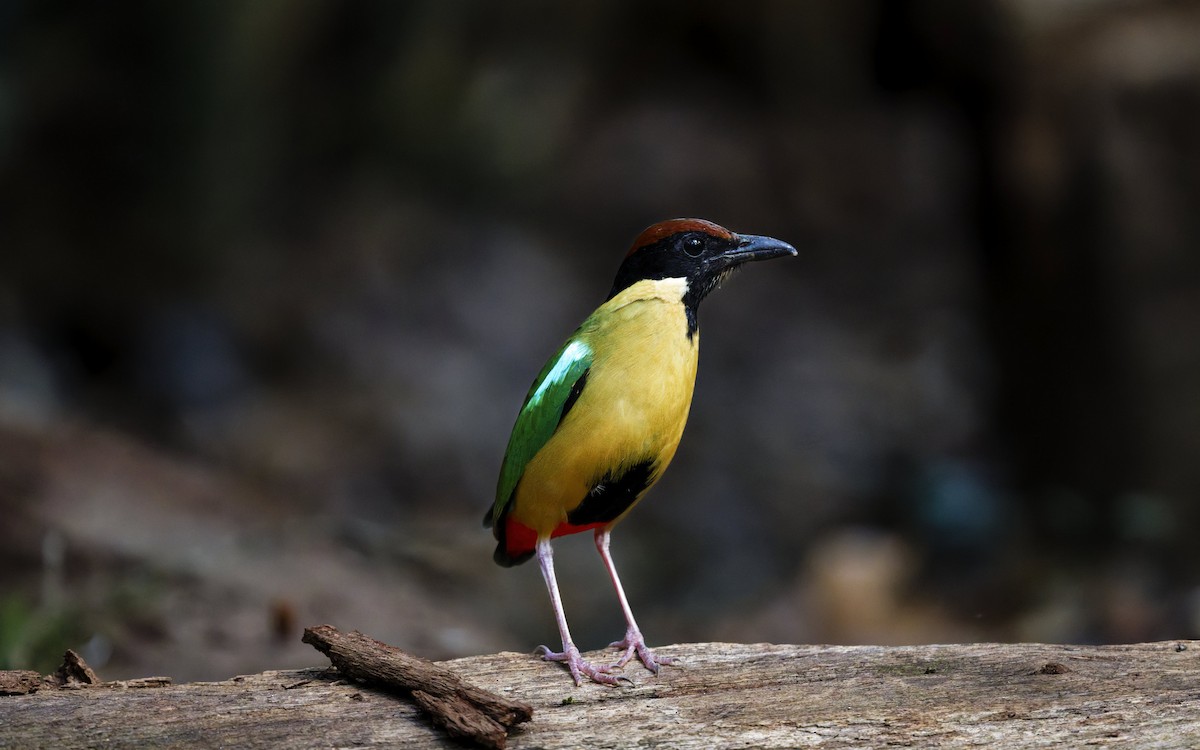 Крикливая питта - ML646707549