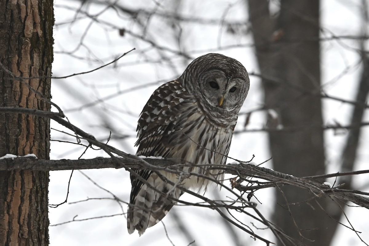 Çizgili Baykuş - ML646707550