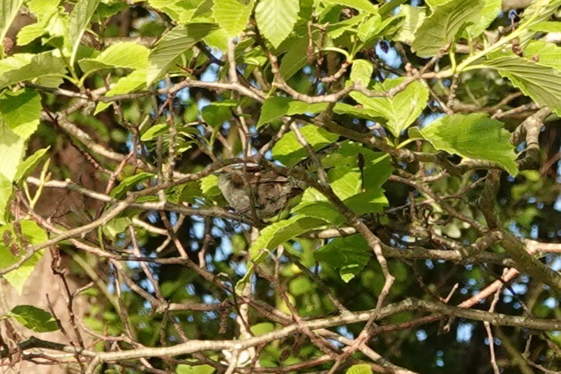 Bewick's Wren - ML646707552