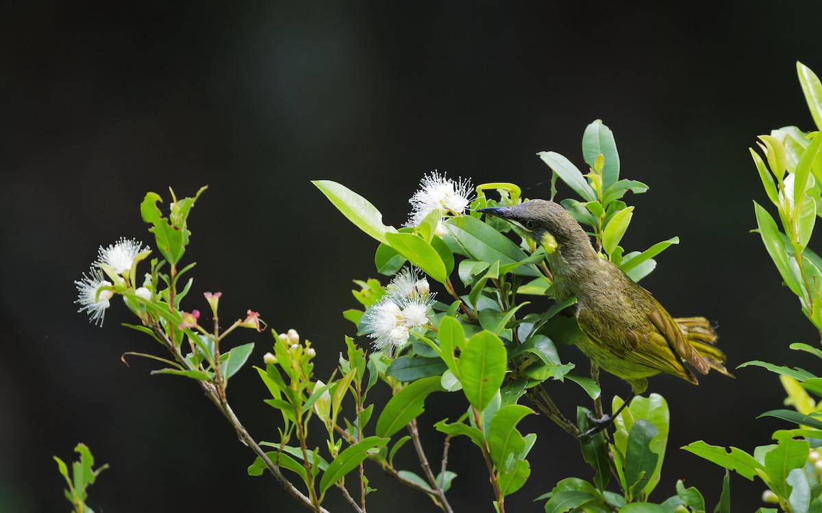 Золотоухий медосос - ML646707553