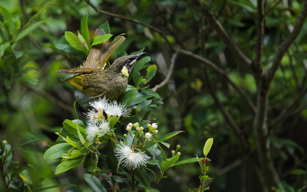 Золотоухий медосос - ML646707554