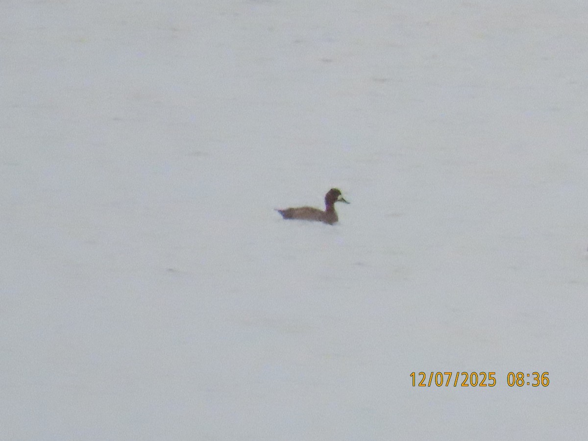 Murgilari handia/txikia - ML646707557