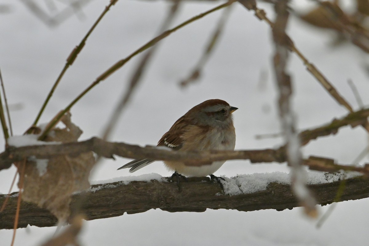 Hudson Körfezi Serçesi - ML646707558