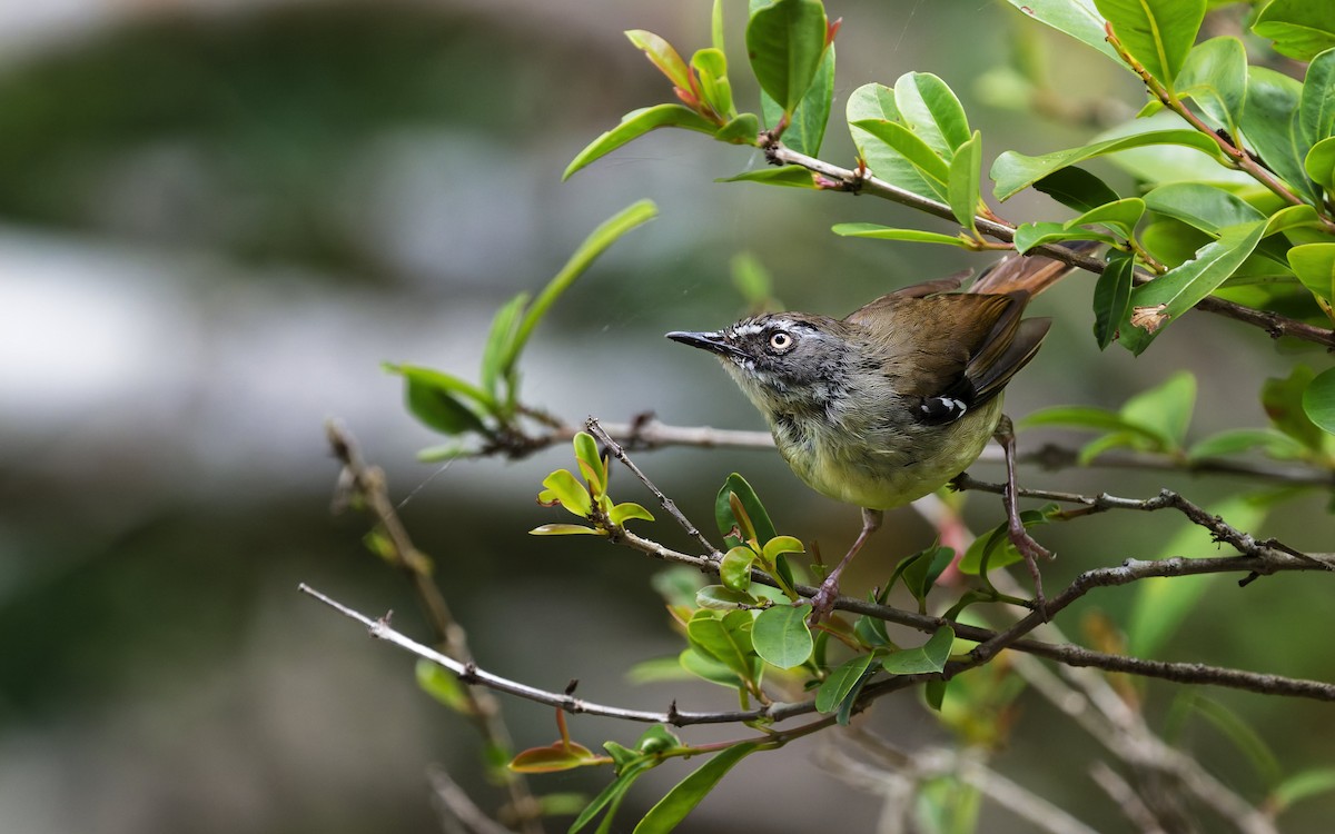 Белобровая кустовка - ML646707563