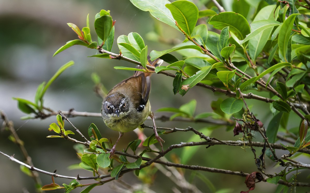 Белобровая кустовка - ML646707564