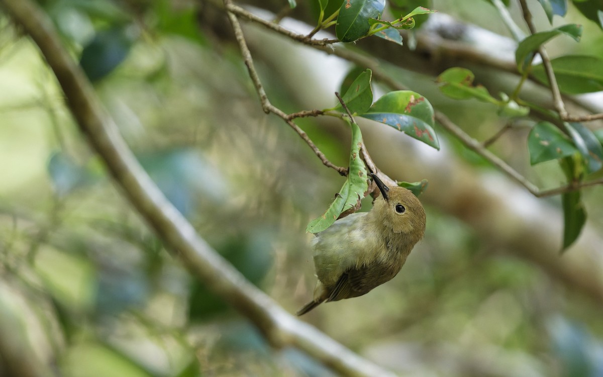 Large-billed Scrubwren - ML646707566