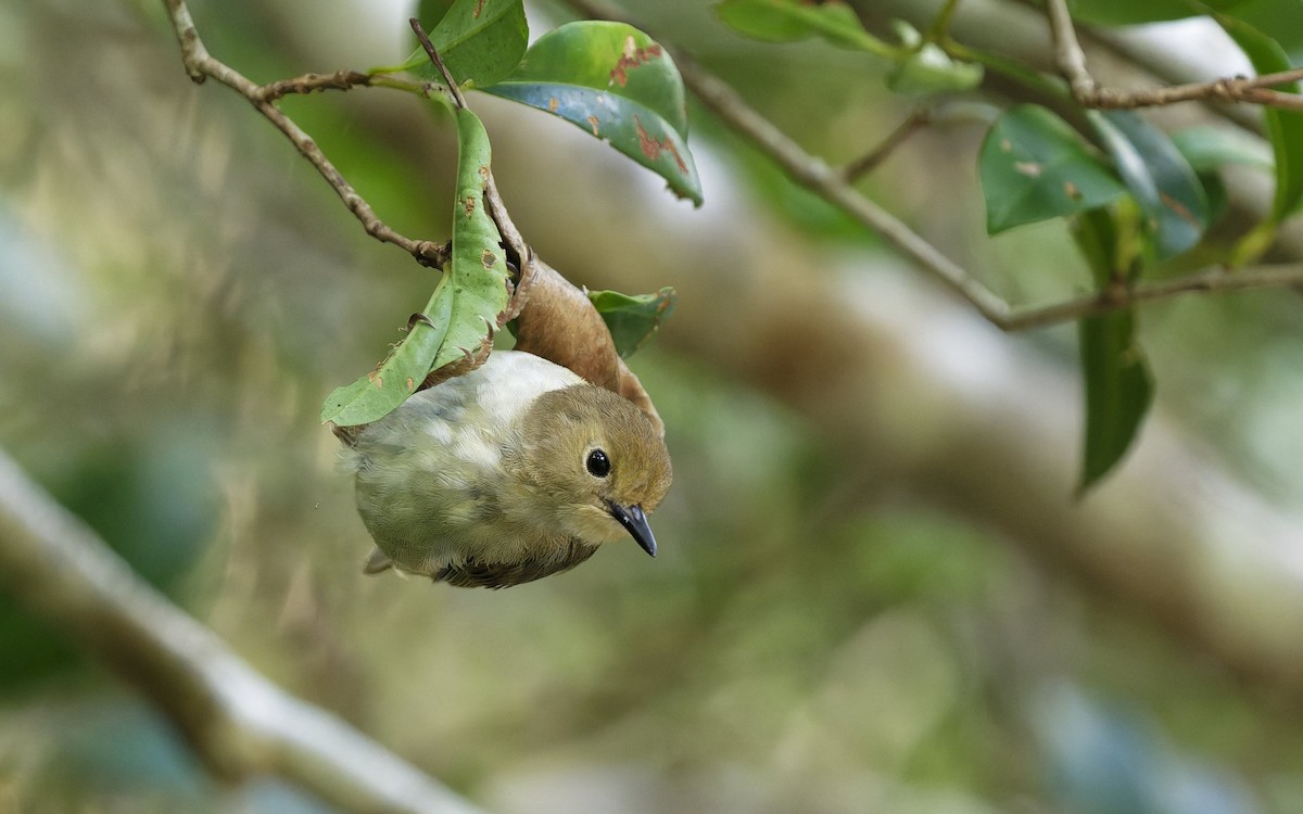 Large-billed Scrubwren - ML646707567