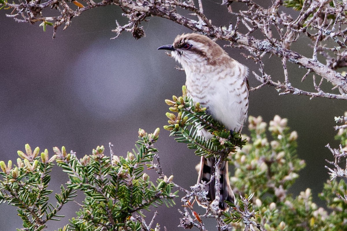 Horsfield's Bronze-Cuckoo - ML646707568
