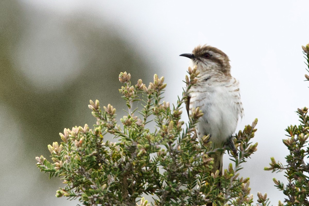 Horsfield's Bronze-Cuckoo - ML646707569