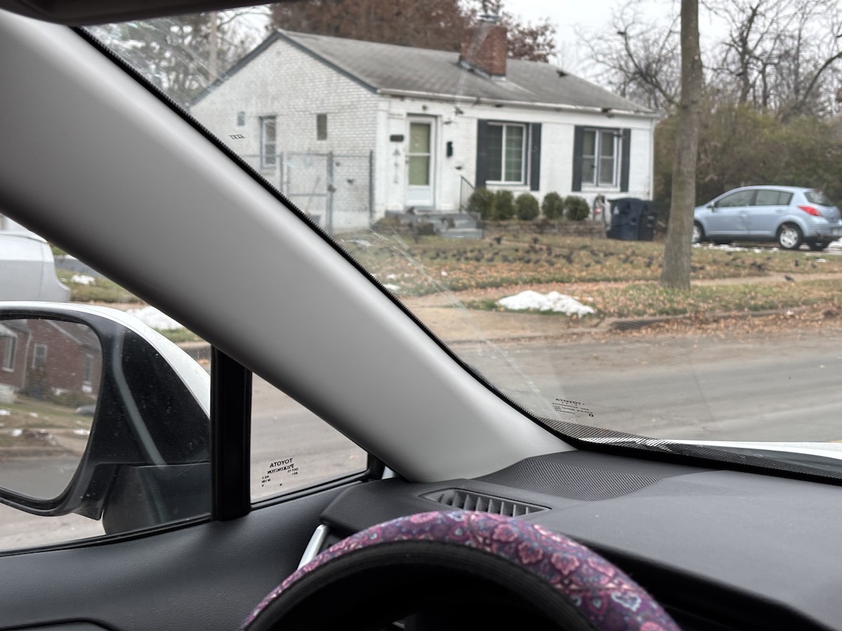 European Starling - ML646707570