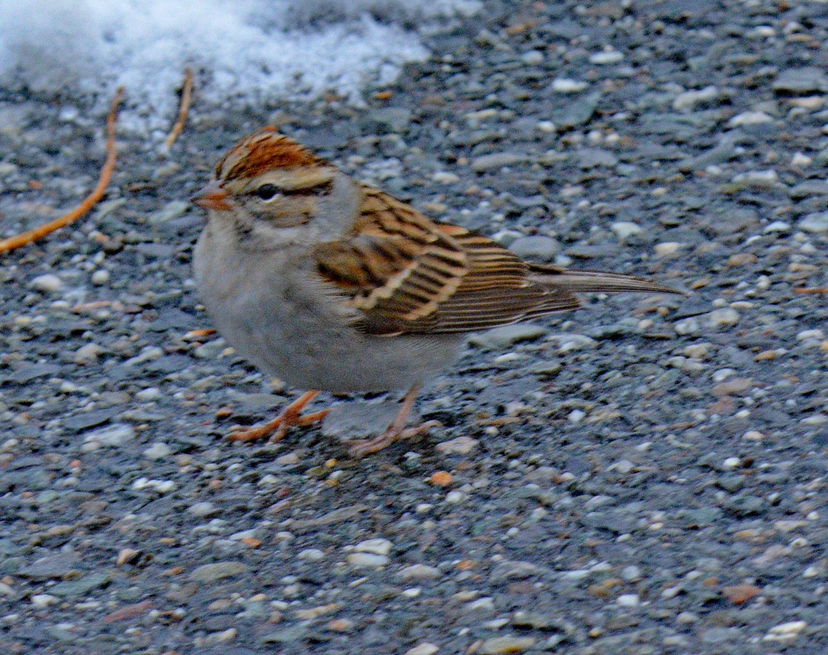 Chipping Sparrow - ML646707571