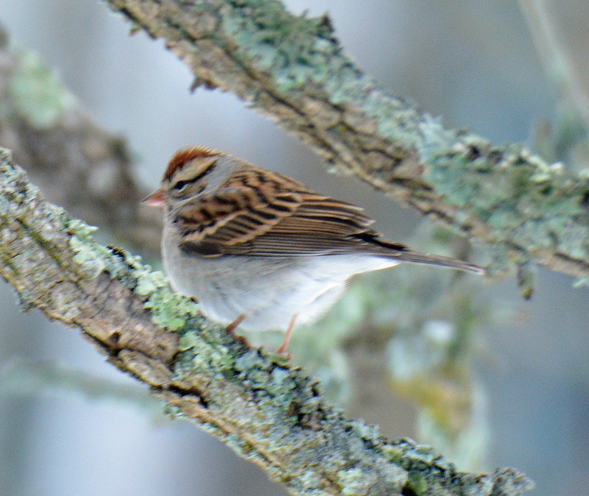Chipping Sparrow - ML646707572