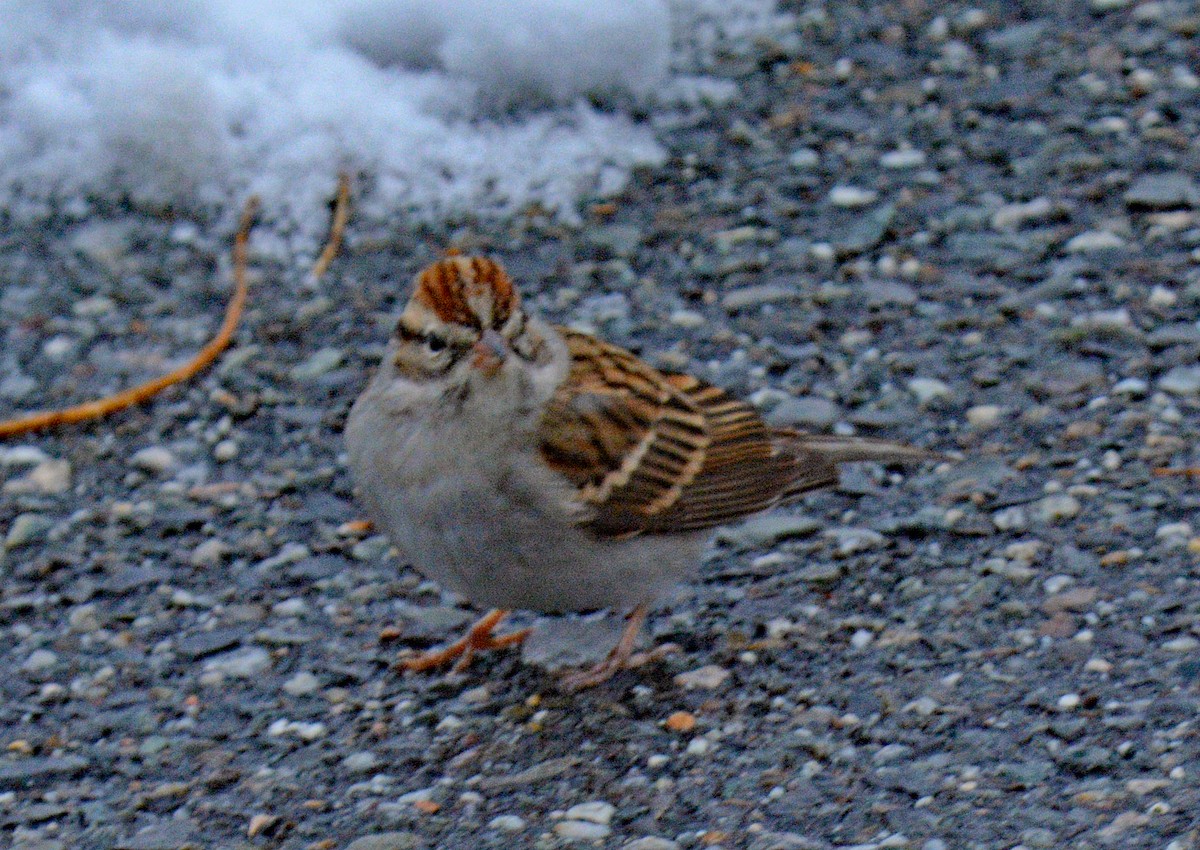 Chipping Sparrow - ML646707573