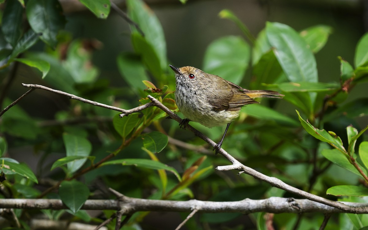 Brown Thornbill - ML646707574