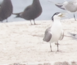 Great Crested Tern - ML646707575