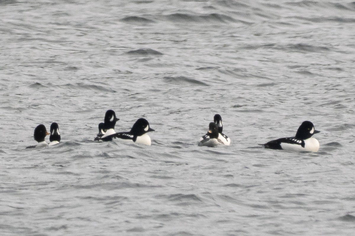 Barrow's Goldeneye - ML646707577