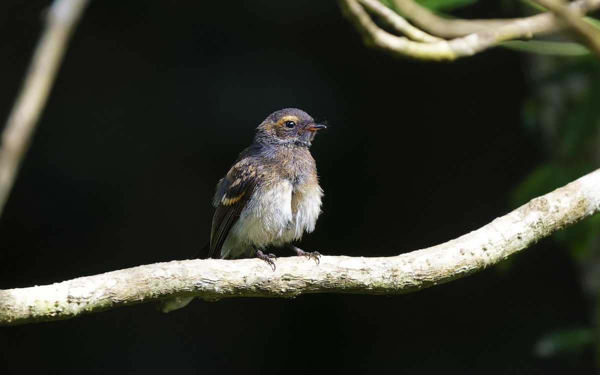 Gray Fantail - ML646707578