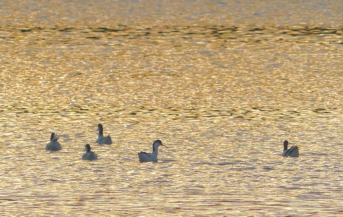 Pied Avocet - ML646707579