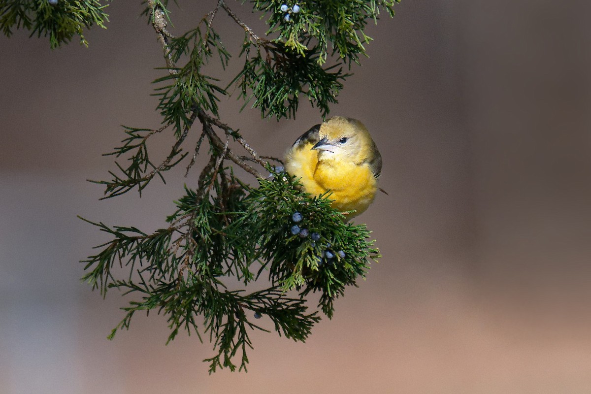 Baltimore Oriole - ML646707581