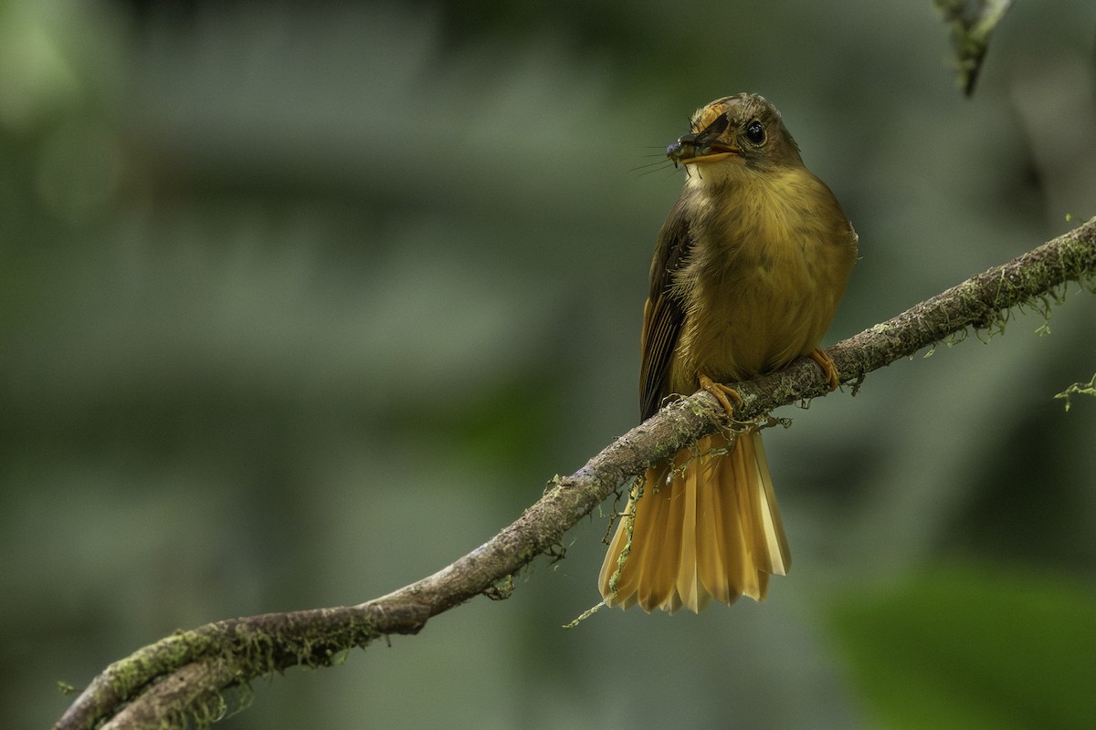 Atlantic Royal Flycatcher - ML646707582