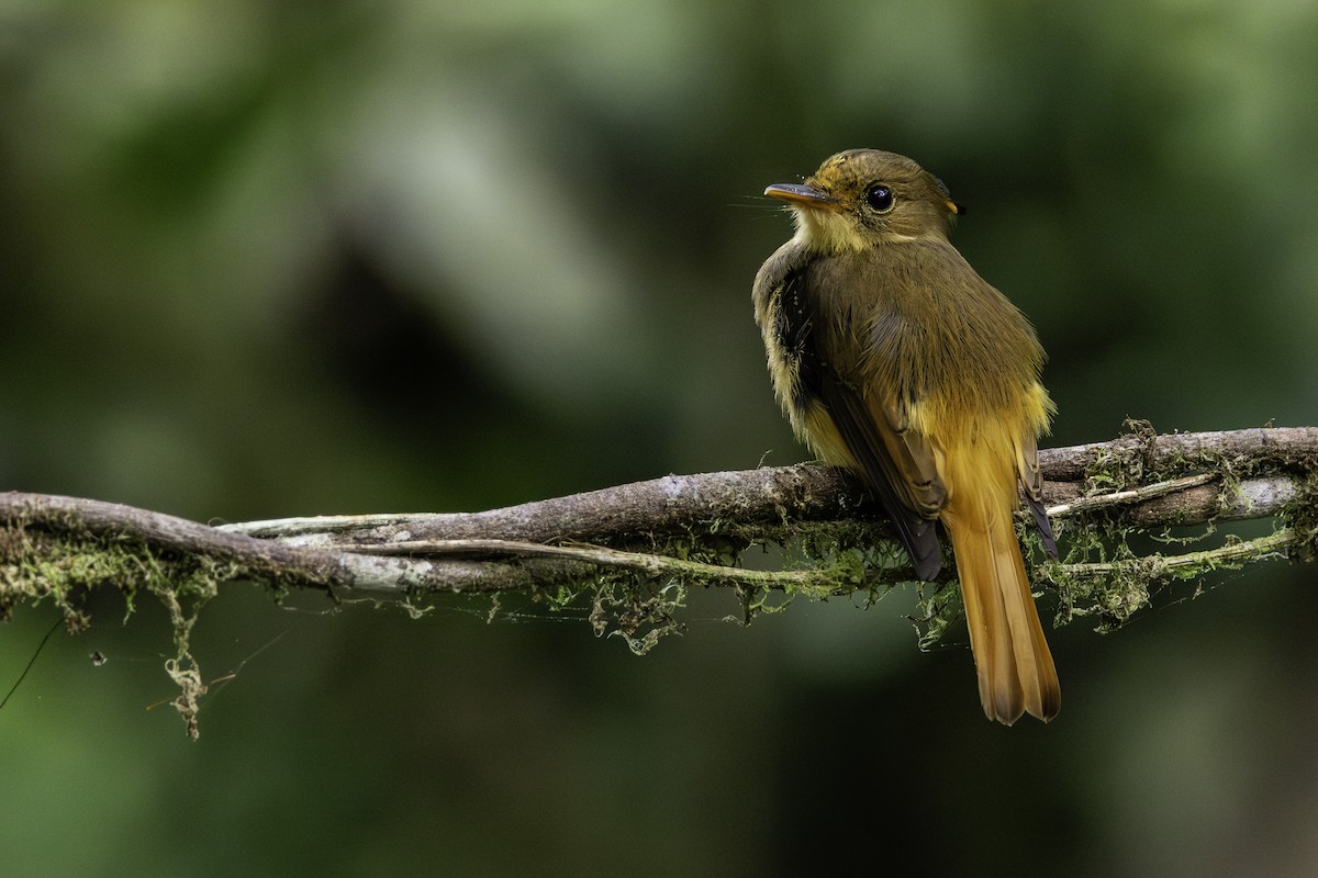 Atlantic Royal Flycatcher - ML646707583