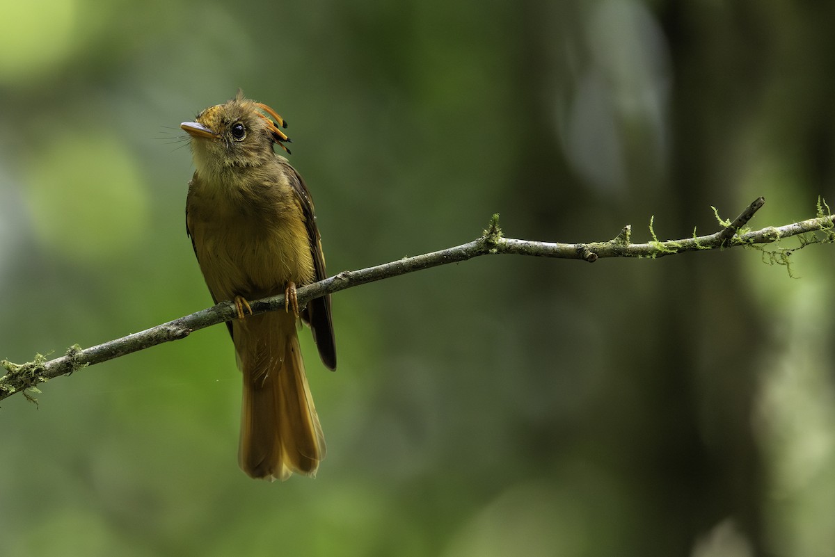 Atlantic Royal Flycatcher - ML646707585