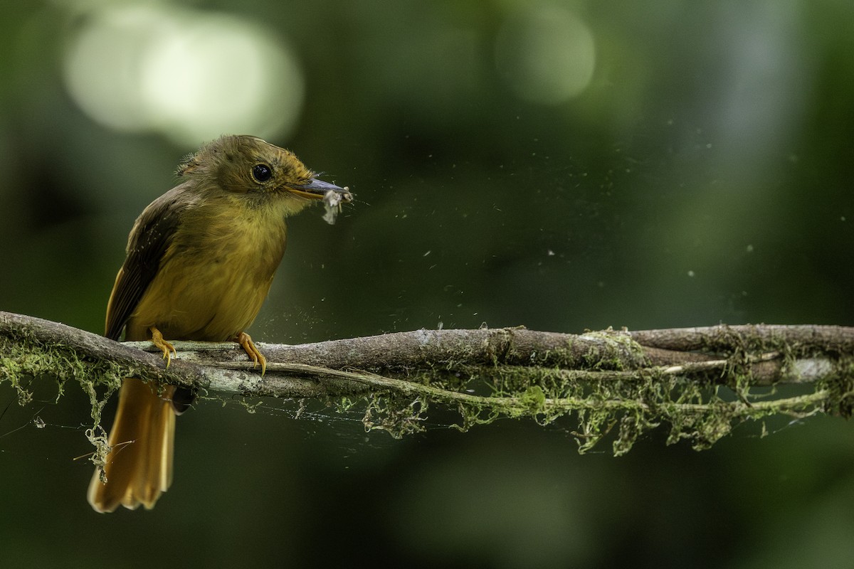 Atlantic Royal Flycatcher - ML646707586