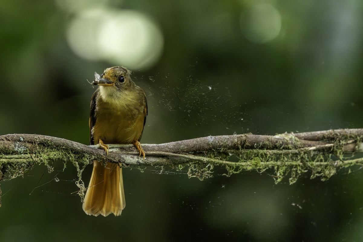 Atlantic Royal Flycatcher - ML646707588