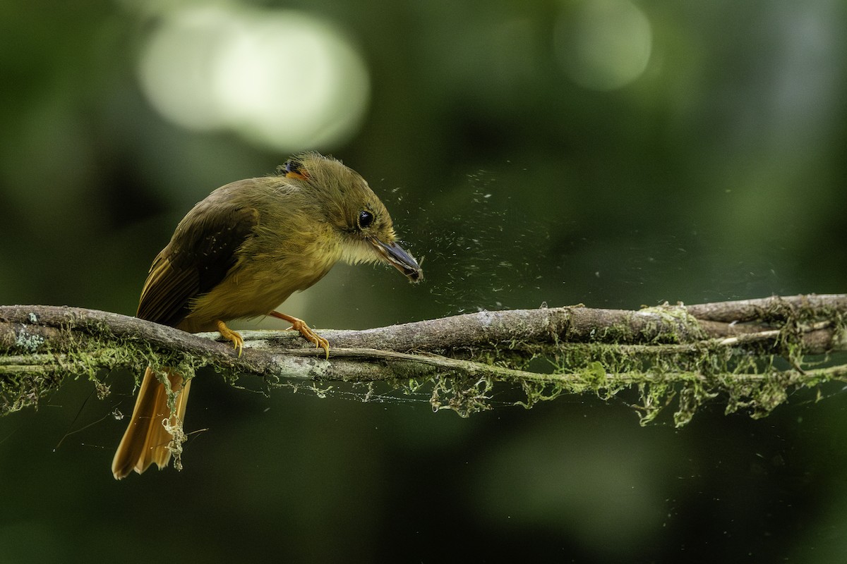 Atlantic Royal Flycatcher - ML646707589