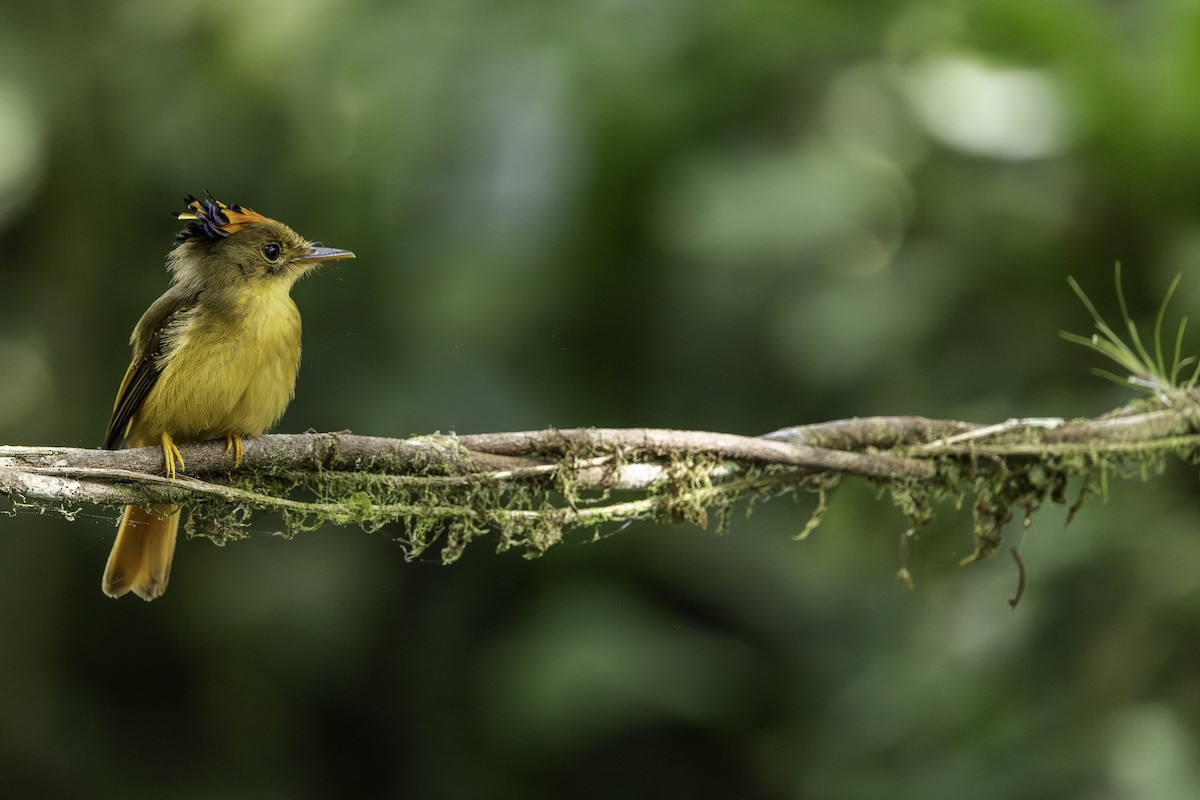 Atlantic Royal Flycatcher - ML646707591