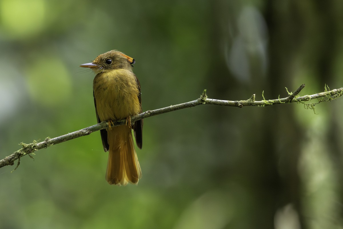 Atlantic Royal Flycatcher - ML646707592