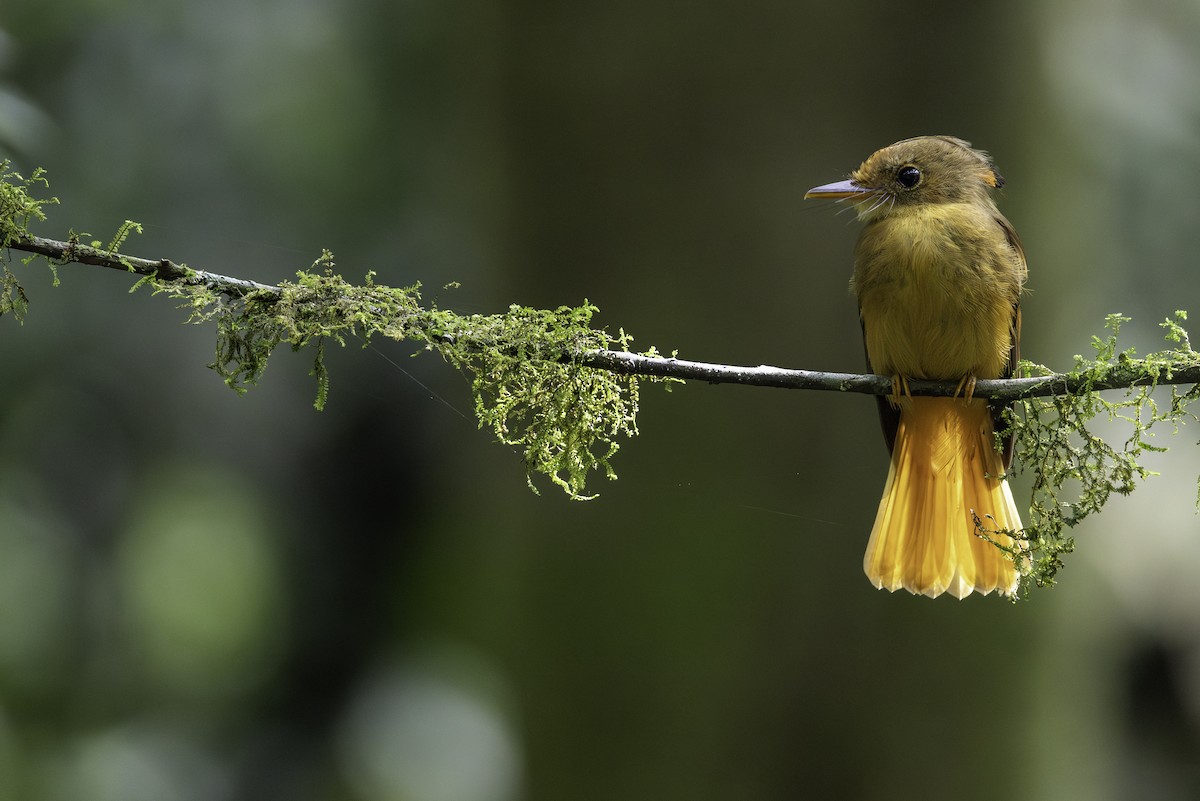 Atlantic Royal Flycatcher - ML646707593