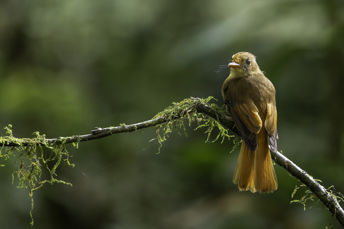 Atlantic Royal Flycatcher - ML646707594