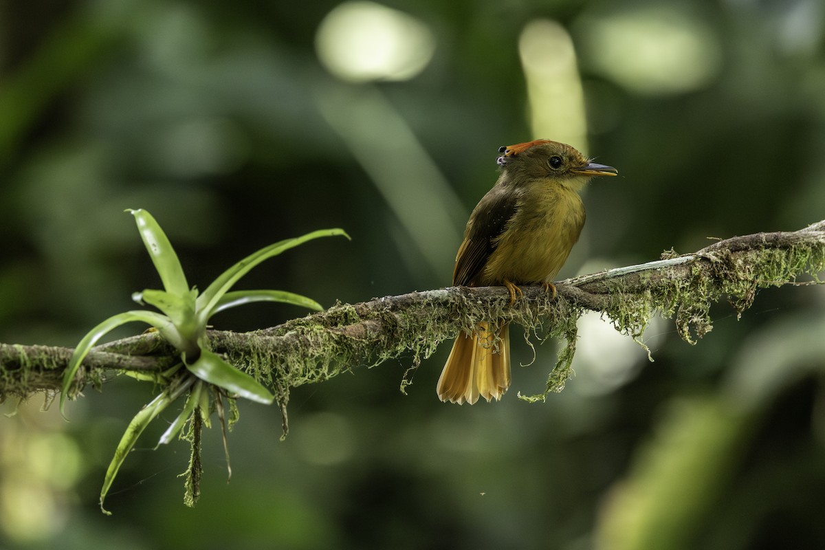 Atlantic Royal Flycatcher - ML646707595