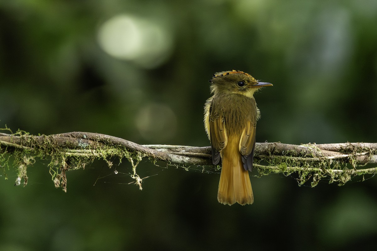 Atlantic Royal Flycatcher - ML646707596