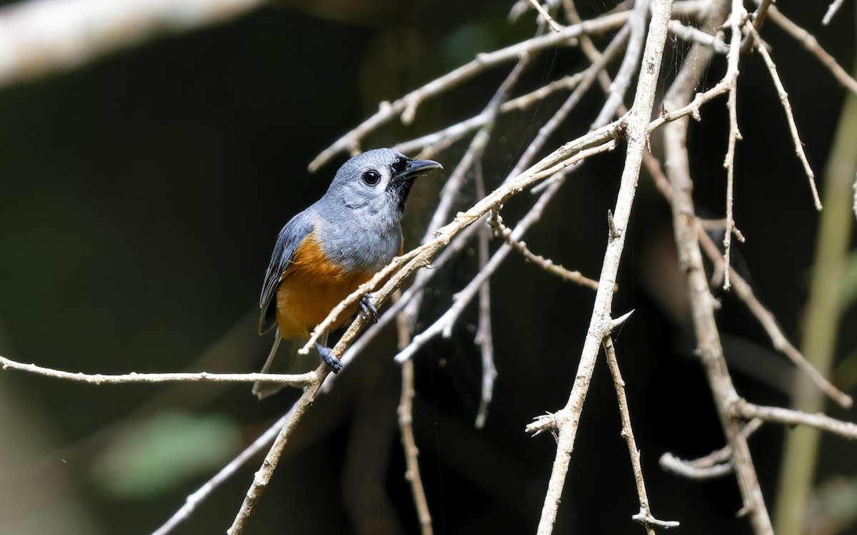 Black-faced Monarch - ML646707598