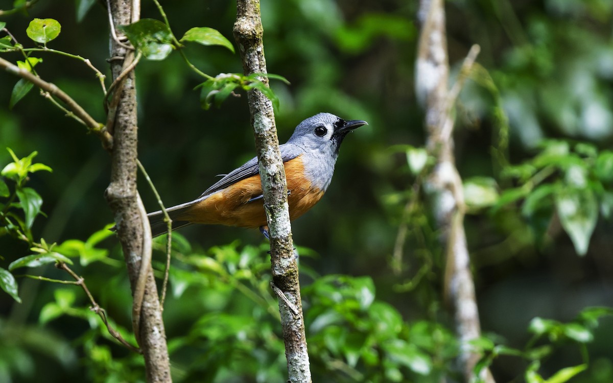 Black-faced Monarch - ML646707599