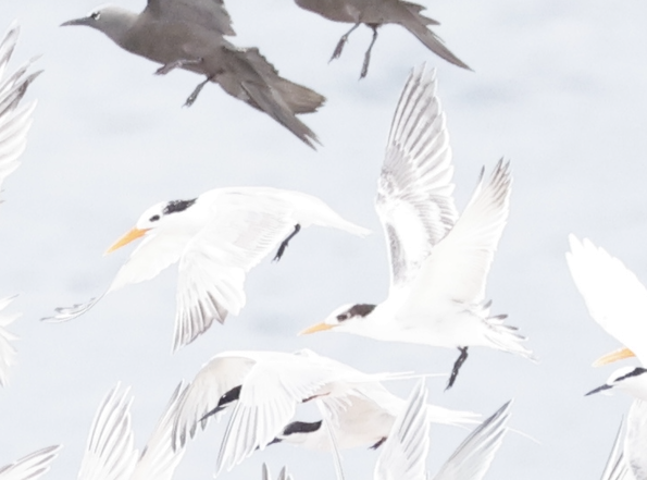 Lesser Crested Tern - ML646707602
