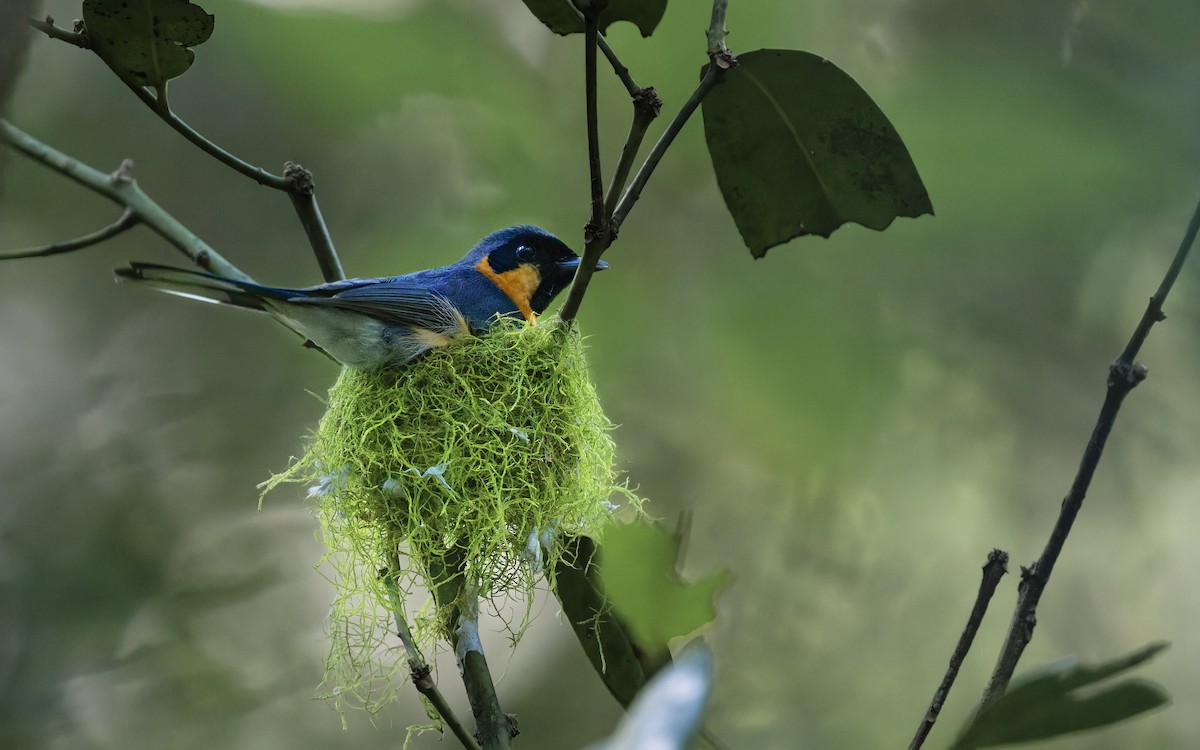 Australian Spectacled Monarch - ML646707605