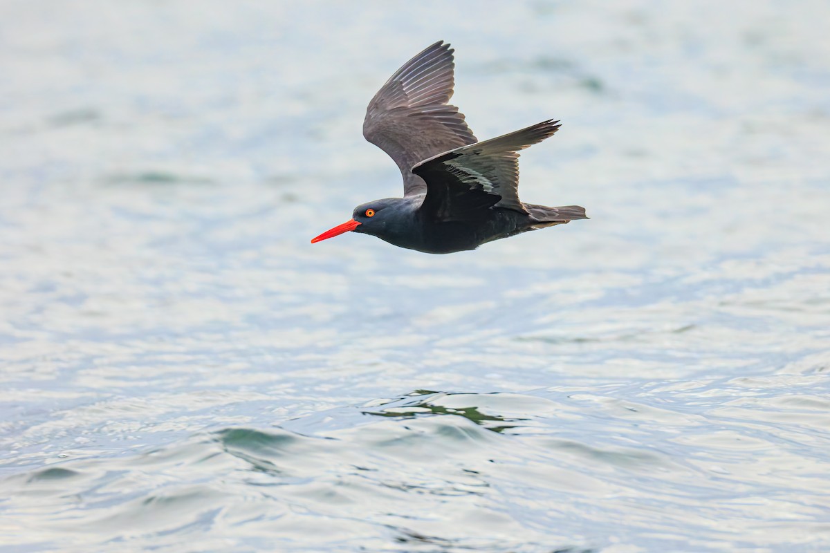 Black Oystercatcher - ML646707606